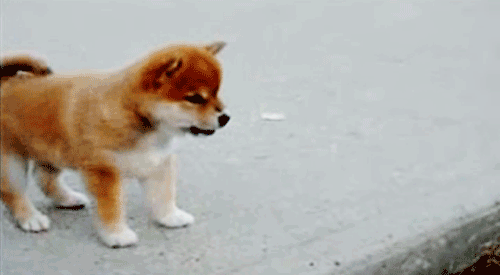 The Cure For Your Grumpy Day: Puppy GIFS!!!