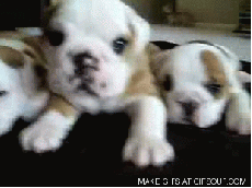 The Cure For Your Grumpy Day: Puppy GIFS!!!
