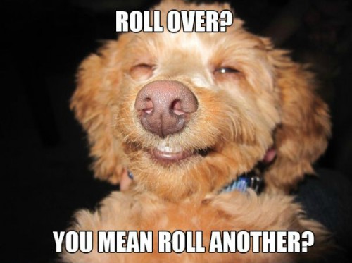 20 Dogs Who Support The Legalization of Marijuana