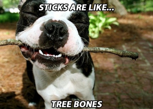 20 Dogs Who Support The Legalization of Marijuana