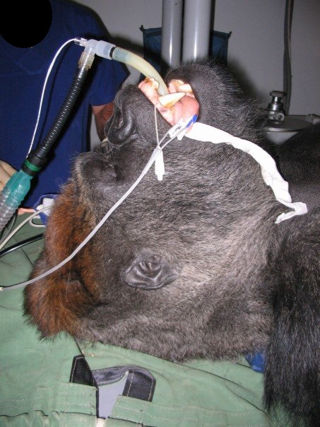 Gorillas are really prone to cardiac disease when in captivity, so this was a routine workup