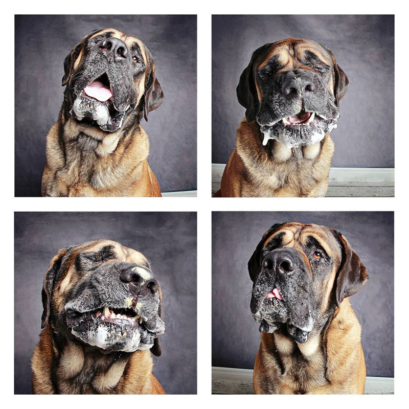 Nothing Like Dogs In A Photo Booth To Make You Smile