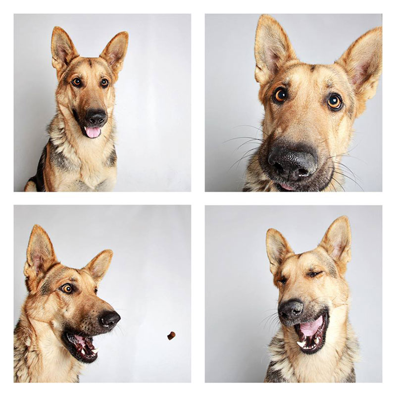 Nothing Like Dogs In A Photo Booth To Make You Smile