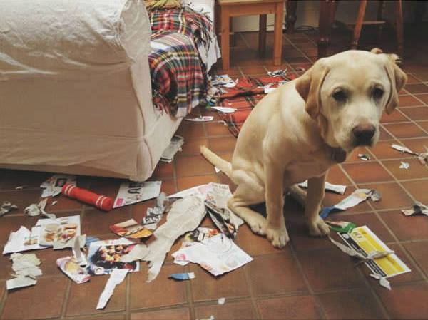 Guilty Dogs With Their Shame Faces