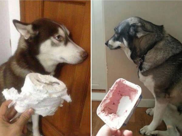 Guilty Dogs With Their Shame Faces