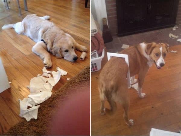 Guilty Dogs With Their Shame Faces