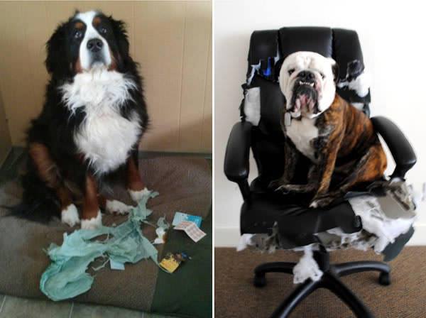 Guilty Dogs With Their Shame Faces