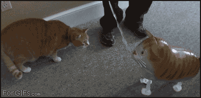 A Collection Of Friendly Furry GIFS