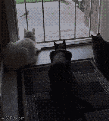 A Collection Of Friendly Furry GIFS
