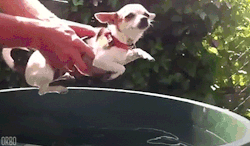 gifs - chihuahua waving legs while being held