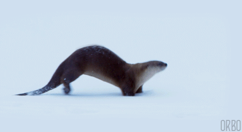 gifs - otter sliding on snow gif