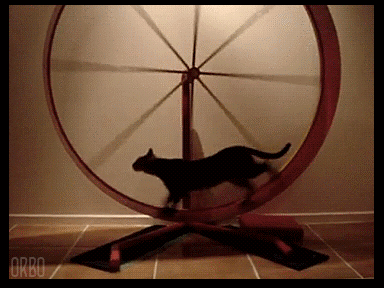 gifs - cat in a spin wheel