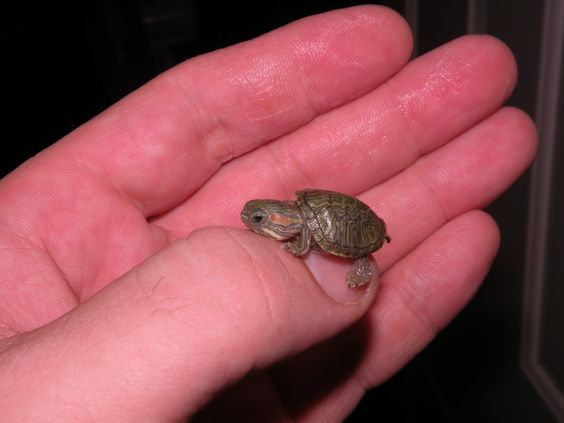 24 Tiny Turtle Pics That Hit You In Your Feels