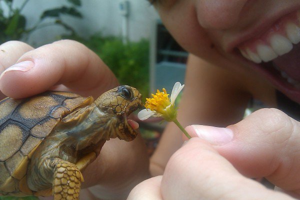 24 Tiny Turtle Pics That Hit You In Your Feels