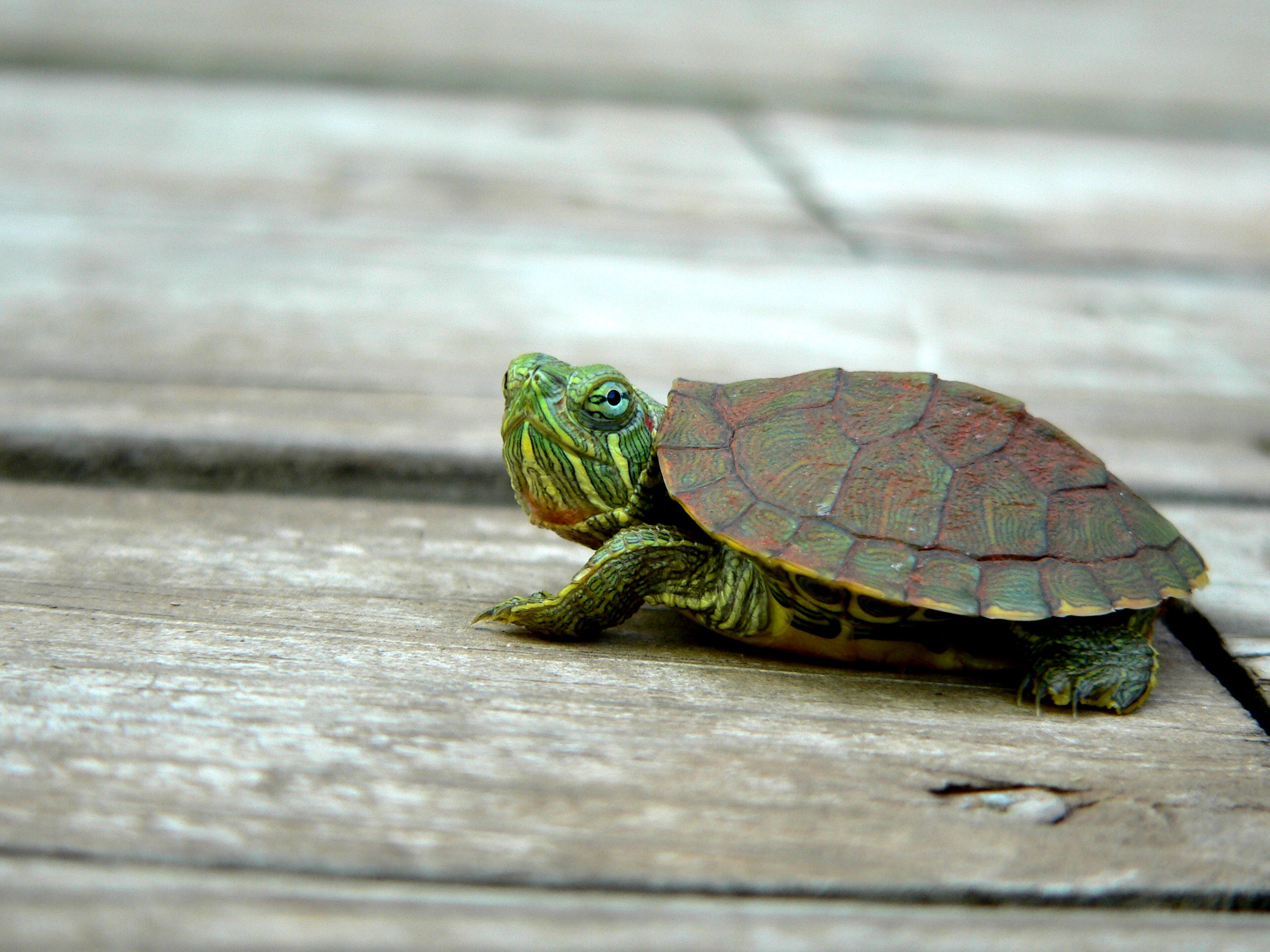 Черепашка. Черепашонок Сесил. Красноухая черепаха милая. Мускусная черепаха. Маленькие Черепашки.