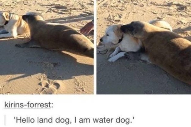 hello land dog i am water dog - kirinsforrest 'Hello land dog, I am water dog.'