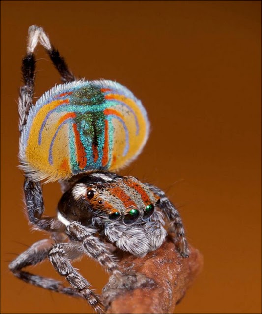 Strange, beautiful, and fascinating insects