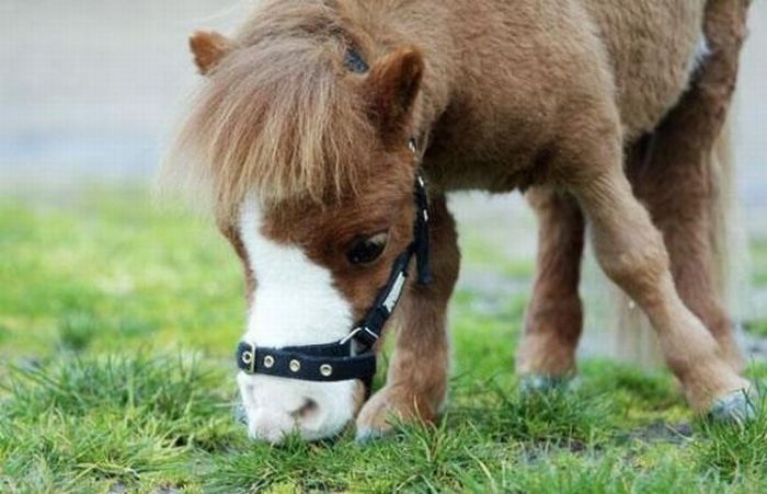 Koda - The miniature dwarf horse from Australia