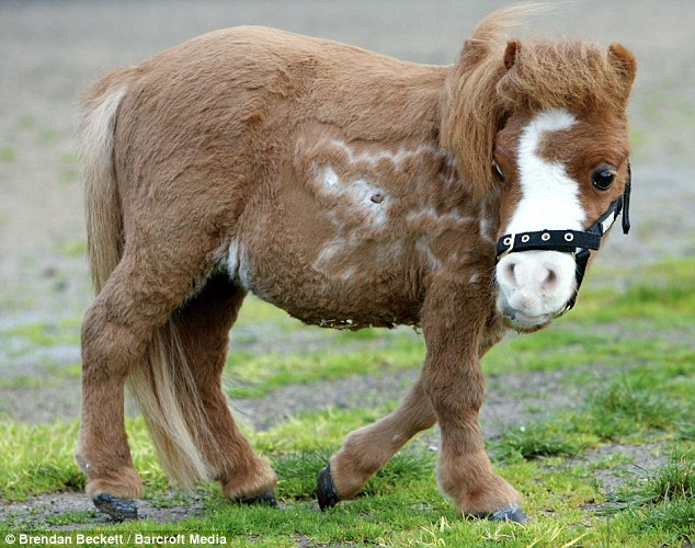 Koda - The miniature dwarf horse from Australia