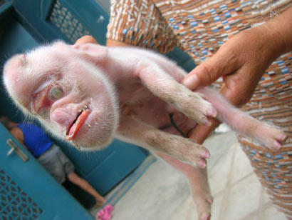 Its a pig monkey. nuff said