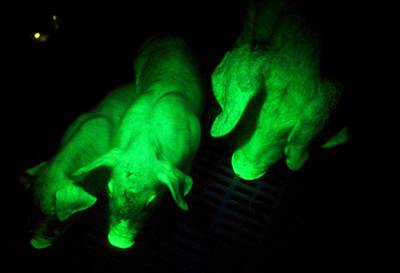 Glow-In-The Dark Animals