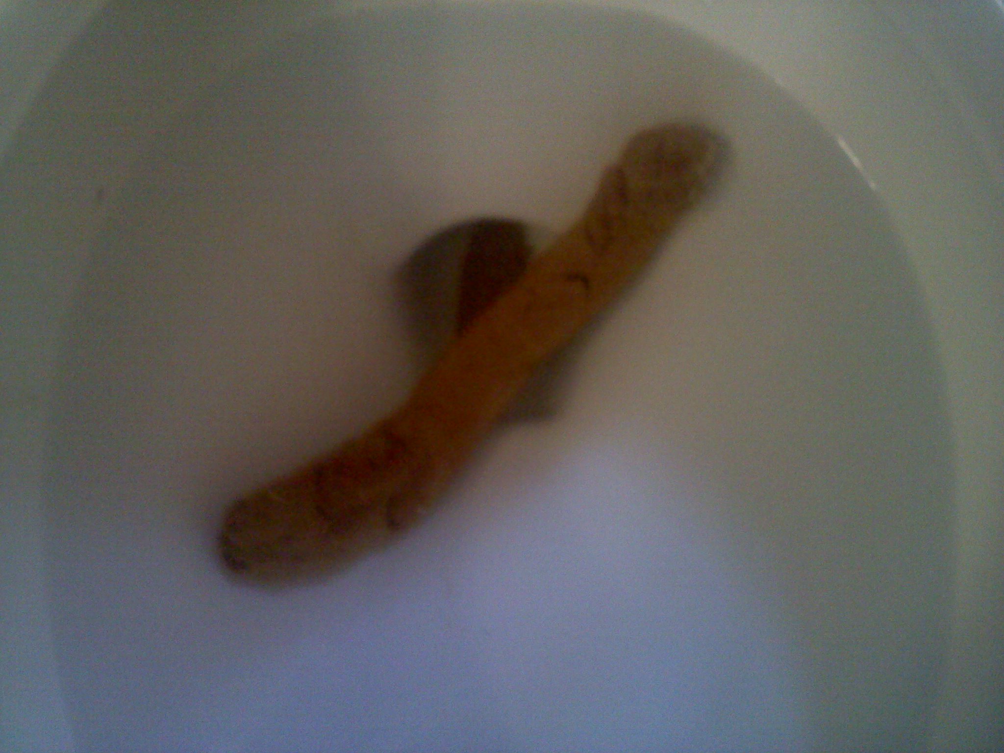 The best of randoms.