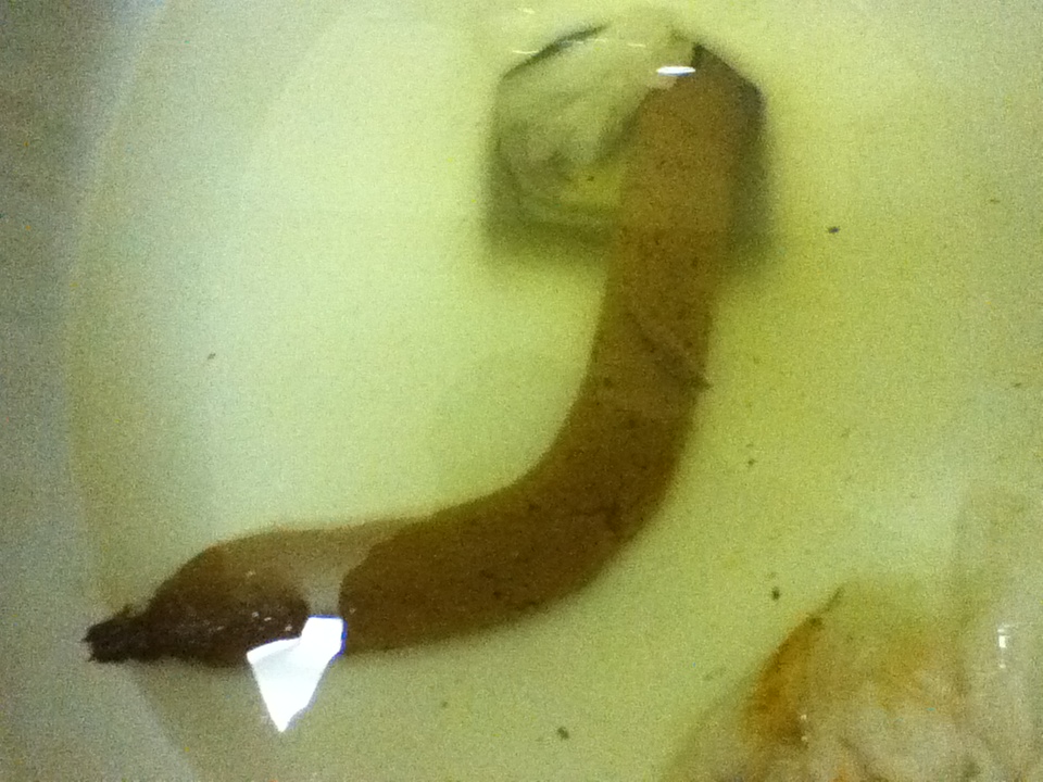 The best of randoms.