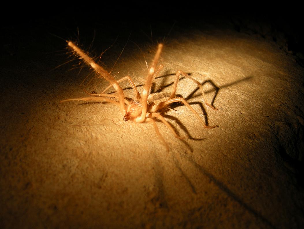 Camel spider seen while deployed to Iraq