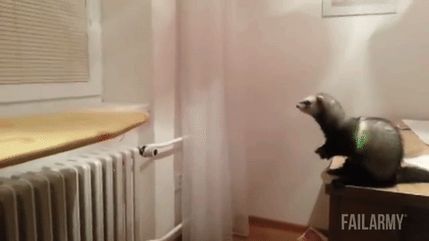 ferret jump fail - Failarmy