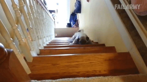 pug running down stairs - Failarmy