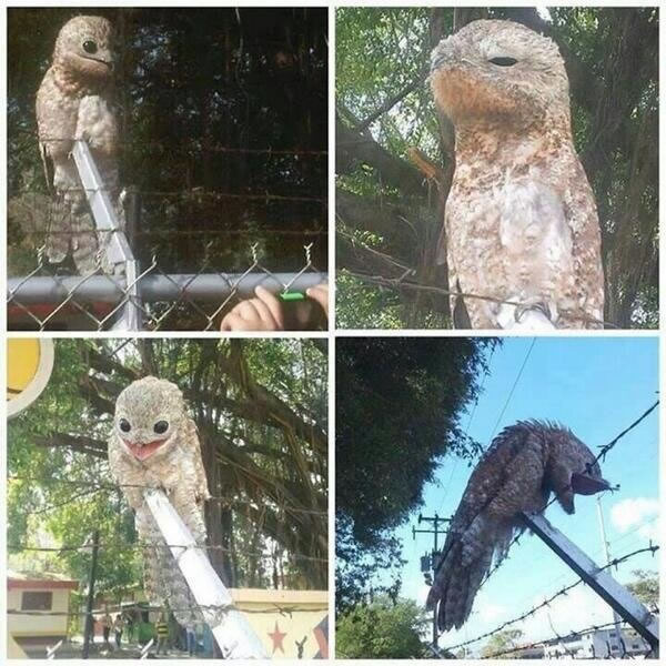 strange bird in venezuela