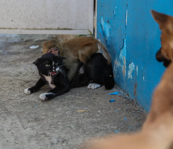 cat protecting another cat