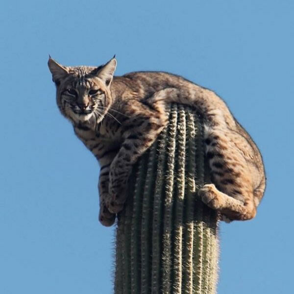 bobcat on cactus