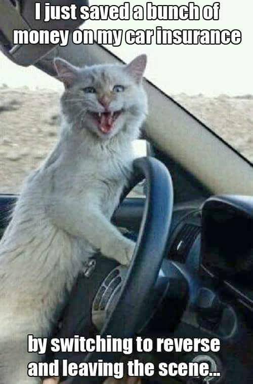 cats driving - I just saved a bunch of money on my carinsurance by switching to reverse and leaving the scene...
