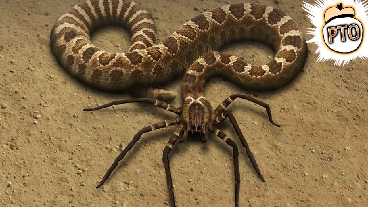 snake spider hybrid