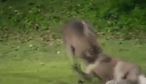 Kangaroos Fighting and Stuff