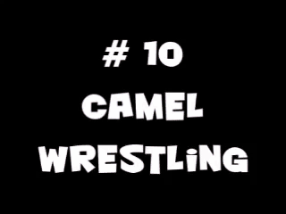 crazy sports music matters - # 10 Camel Wrestling