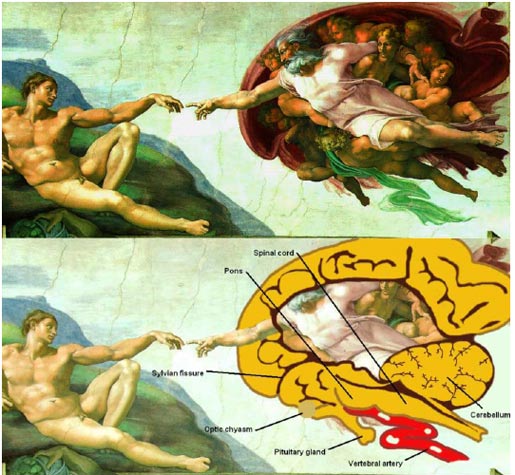 Makes you respect Michelangelo more.

I got this from here: http://scienceblogs.com/bioephemera/2008/02/god_is_more_than_a_flying_brai.php

My art teachers failed to mention there's a huge brain in there.