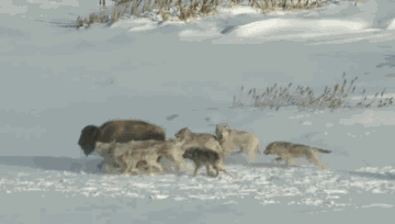 buffalo wolves gif