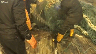 sea lion fisherman gif - Wive Leak