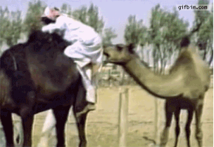 camel biting gif - gifbin.com