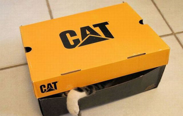 random pic cat in cat box - Cat Cat