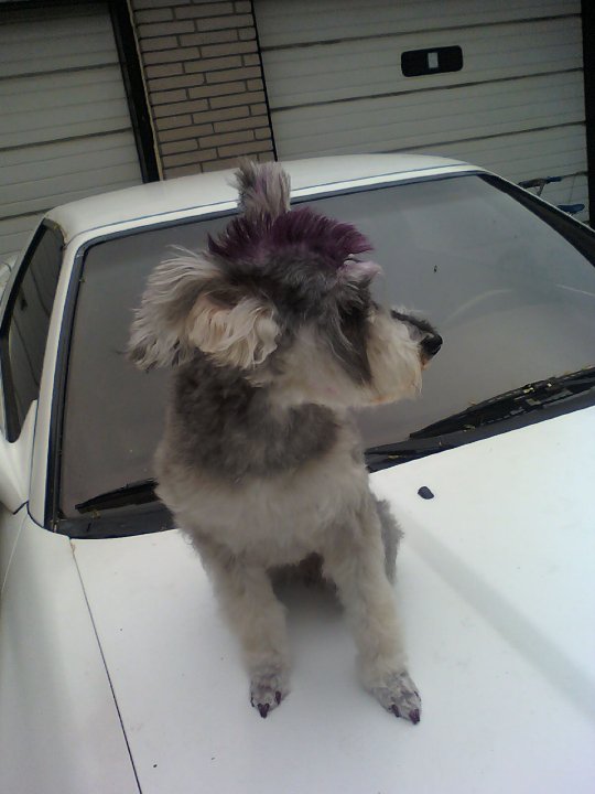 Marley with purple mohawk and nails
