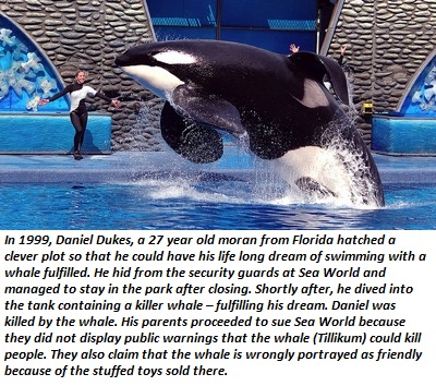 seaworld adventure parks - In 1999, Daniel Dukes, a 27 year old moran from Florida hatched a clever plot so that he could have his life long dream of swimming with a whale fulfilled. He hid from the security guards at Sea World and managed to stay in the 