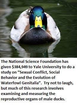 scary ducks - The National Science Foundation has given $384,949 to Yale University to do a study on "Sexual Conflict, Social Behavior and the Evolution of Waterfowl Genitalia". Try not to laugh, but much of this research involves examining and measuring 