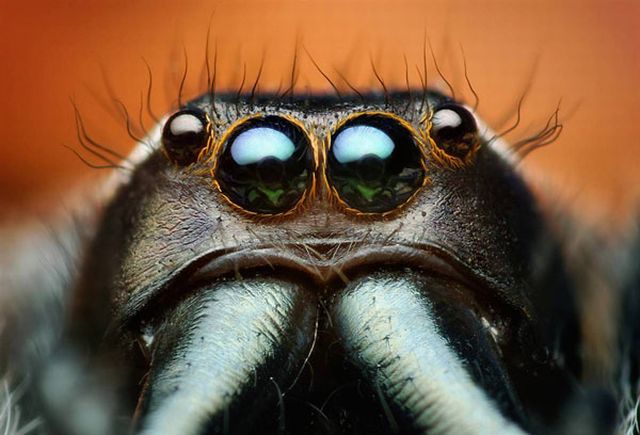 Noids Extreme Close-up Bug Gallery