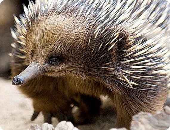 the spiny echidna, natures FU!