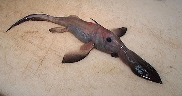 platypus shark.