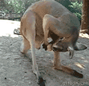 kangaroo balls gif - gifbin.com