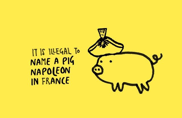 illegal to name a pig napoleon in france - It Is Illegal To Name A Pig Napoleon In France
